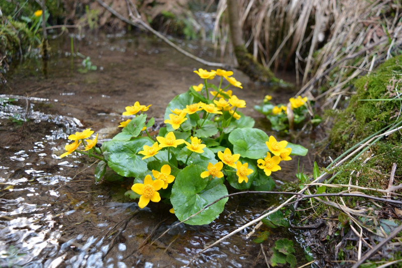 Caltha palustris - Gewone Dotterbloem - moerasplant - vijverplanten - natuurlijk- vijverfilter - verbetert -waterkwaliteit